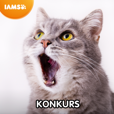 Konkurs fotograficzny "Dziwne minki naszych zwierzaków"