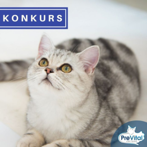 Konkurs "Czego nauczyliście się od swoich mruczących przyjaciół?"