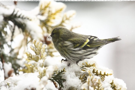 Świętokrzyska Przyroda Konkurs luty 2020