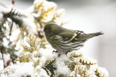 Świętokrzyska Przyroda Konkurs luty 2020
