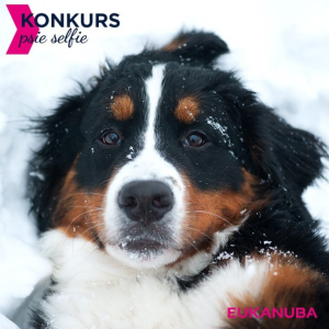 Konkurs "Psie selfie"