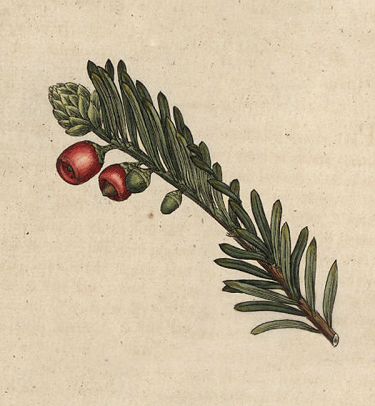 XIV Ogólnopolski Konkurs Poetycki "O cisową gałązkę" im. Leona Wyczółkowskiego