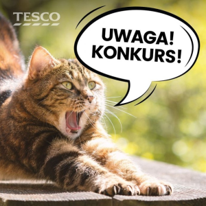 Konkurs "Kocie rozmowy"