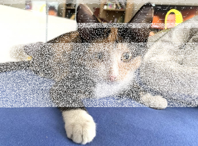 Konkurs "Międzynarodowy Dzień Kota"