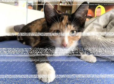 Konkurs "Międzynarodowy Dzień Kota"