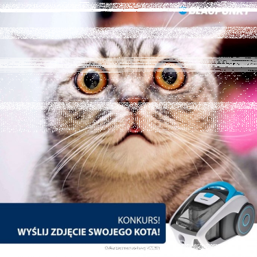 Konkurs fotograficzny "Dzień Kota"