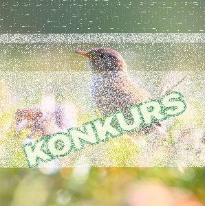 Konkurs plastyczny dla dzieci na Śląsku "Mali mieszkańcy ogrodu"