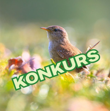 Konkurs plastyczny dla dzieci na Śląsku "Mali mieszkańcy ogrodu"