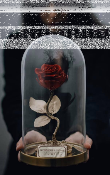 Konkurs "Wieczna róża w kloszu"