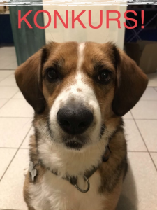 Konkurs "Jaką sprawę miałby Twój pupil"