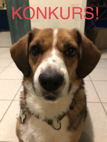 Konkurs "Jaką sprawę miałby Twój pupil"