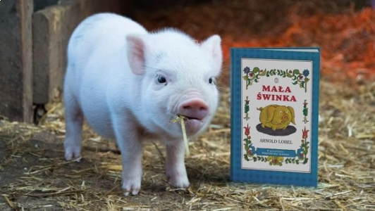 Wygraj książkę o przygodach świnki! do godz. 20:00