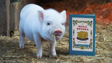 Wygraj książkę o przygodach świnki! do godz. 20:00