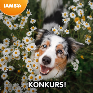 Konkurs "Karma IAMS – marzec 2020"