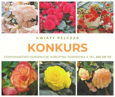 Konkurs z Begonią