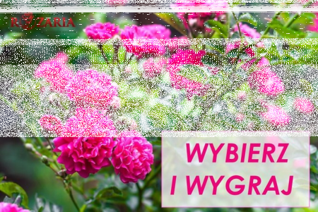 Wygraj sadzonki róż