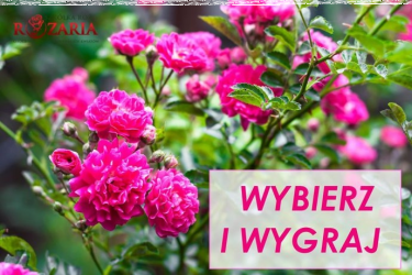 Wygraj sadzonki róż