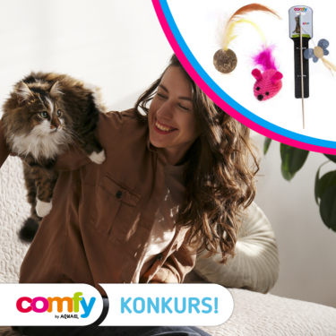 Konkurs "Zabawa z kociakiem"