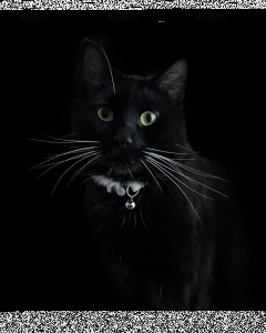 Konkurs na portret zwierzaka α Universe