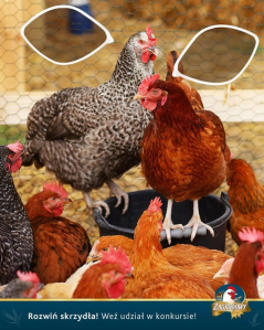 Konkurs "Dialogi w zagrodzie"