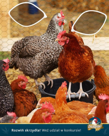 Konkurs "Dialogi w zagrodzie"