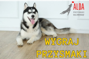 Wygraj przysmaki dla psa