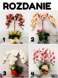 Wygraj jednego storczyka ze zdjęcia