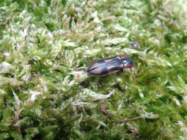 Konkurs "Czerwiec 2020"