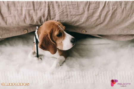 Konkurs na zdjęcie pupila