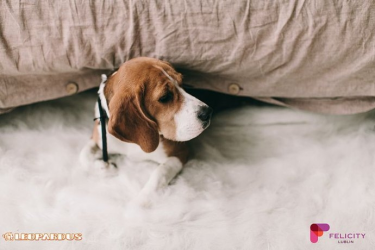 Konkurs na zdjęcie pupila