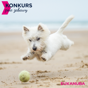 Konkurs fotograficzny "Psie zabawy"