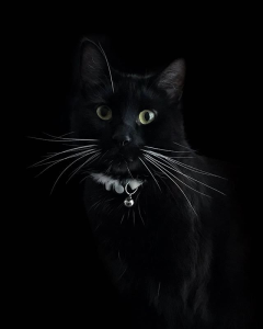 Wygraj książkę "The Disaster Artist. Moje życie na planie The Room, najlepszego złego filmu na świecie”