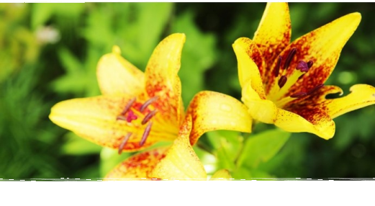 Wejherowo: Konkurs na najładniej ukwiecony i zazieleniony balkon, okno lub ogród na terenie Miasta