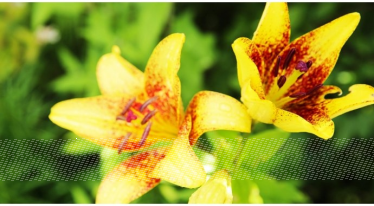 Wejherowo: Konkurs na najładniej ukwiecony i zazieleniony balkon, okno lub ogród na terenie Miasta