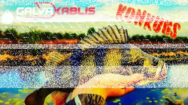 Konkurs "Pike Hunter"