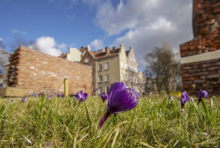 Konkurs "Uchwyć miejską łąkę, zrób zdjęcie i wygraj nagrody"