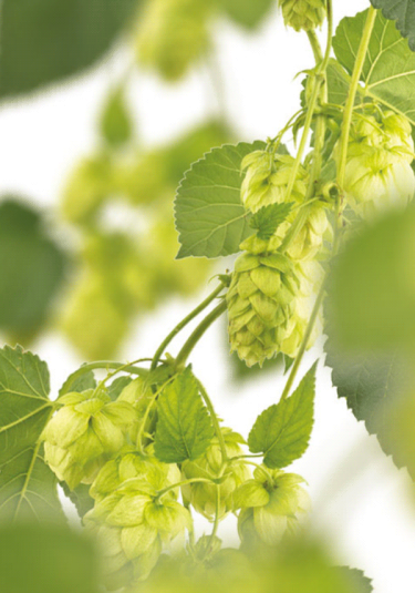 Krasnostaw: Konkurs "O chmielakowy antałek" 2020