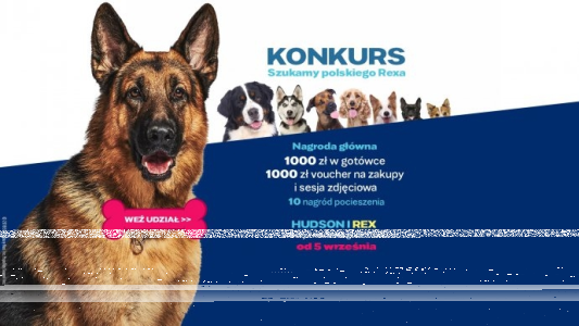 Konkurs "Szukamy polskiego Rexa"