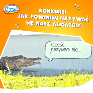 Konkurs "Lody Koral"