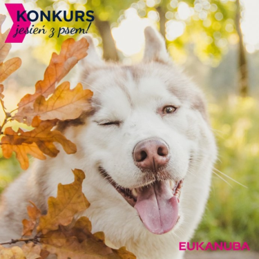 Konkurs "Jesień z psem"