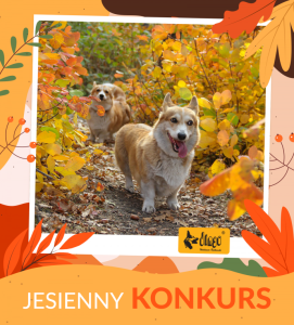 Jesienny konkurs Dingo