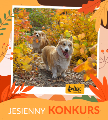Jesienny konkurs Dingo