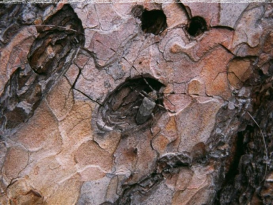 Konkurs "Świętokrzyska przyroda"