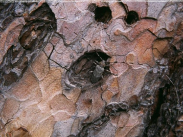 Konkurs "Świętokrzyska przyroda"