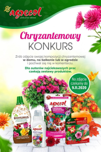 Chryzantemowy konkurs