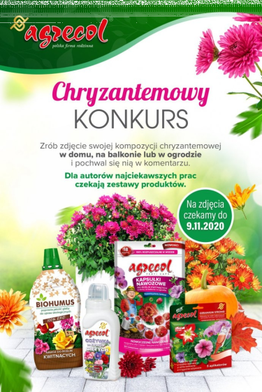 Chryzantemowy konkurs