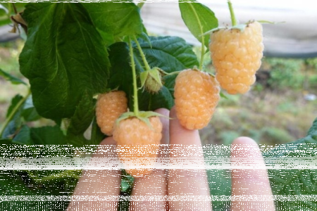 małopolskie: Wygraj sadzonki nowej polskiej odmiany maliny - maliny żółtej!