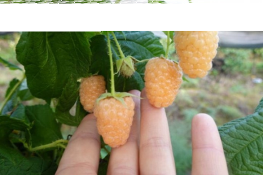 małopolskie: Wygraj sadzonki nowej polskiej odmiany maliny - maliny żółtej!