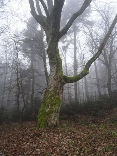 Konkurs "Grudzień 2020"