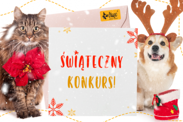 Świąteczny konkurs Dingo